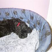 Kerry blue terrier Kordes White Diamond