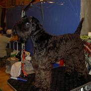 Kerry blue terrier Kordes White Diamond