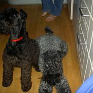 Kerry blue terrier Kordes White Diamond