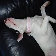 Bullterrier diva (grise pigen)