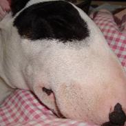 Bullterrier diva (grise pigen)