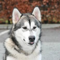 Alaskan malamute Kenzo.