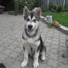 Alaskan malamute Kenzo.