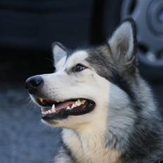 Alaskan malamute Malu.