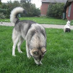 Alaskan malamute Malu.