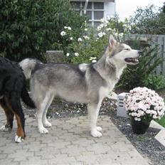 Alaskan malamute Malu.