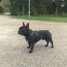 Fransk bulldog Hero