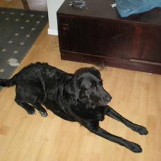 Blanding af racer Nougat