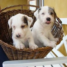 Jack russell terrier Elmer RIP 2023