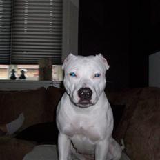 Dogo argentino Putte