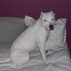 Dogo argentino Putte