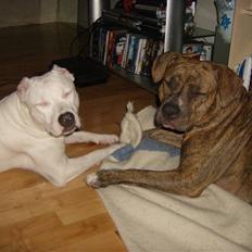 Dogo argentino Putte