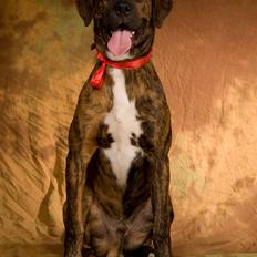 Blanding af racer Rollo 