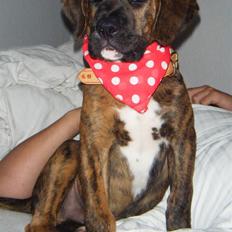 Blanding af racer Rollo 