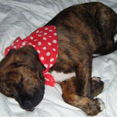 Blanding af racer Rollo 