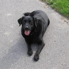 Labrador retriever zæcar R.I.P