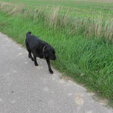 Labrador retriever zæcar R.I.P