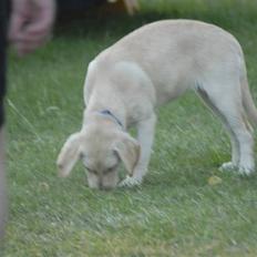 Blanding af racer *~Mille~*