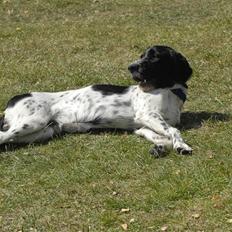 Blanding af racer ~*~Fonzy~*~