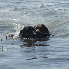 Blanding af racer ~*~Fonzy~*~