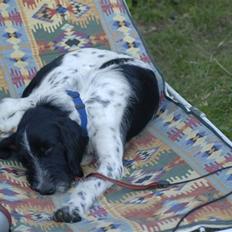 Blanding af racer ~*~Fonzy~*~