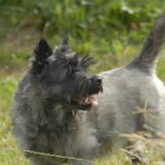 Cairn terrier ^~*#Hollger#*~^
