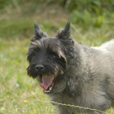 Cairn terrier ^~*#Hollger#*~^