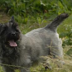 Cairn terrier ^~*#Hollger#*~^