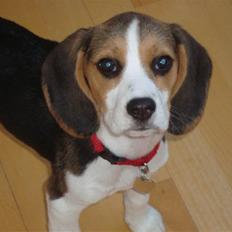 Beagle Abby