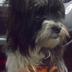 Biewer yorkshire terrier Smilla <3