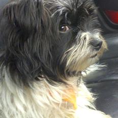 Biewer yorkshire terrier Smilla <3