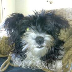 Biewer yorkshire terrier Smilla <3