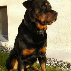 Rottweiler Ian *R.I.P. '08*