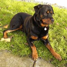 Rottweiler Ian *R.I.P. '08*