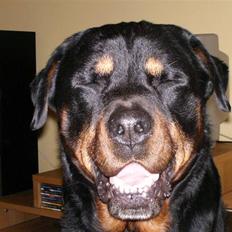 Rottweiler Ian *R.I.P. '08*