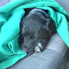 Blanding af racer Leopold