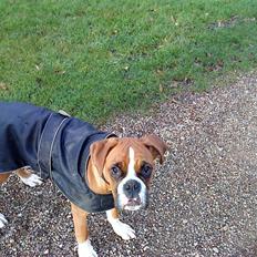 Boxer Mezzobox Bertil Ludvig