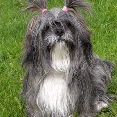 Lhasa apso Trunte