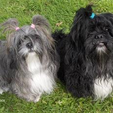 Lhasa apso Trunte