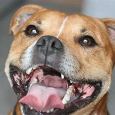 Staffordshire bull terrier Simba