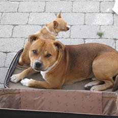 Staffordshire bull terrier Simba