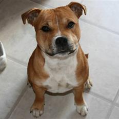 Staffordshire bull terrier Simba