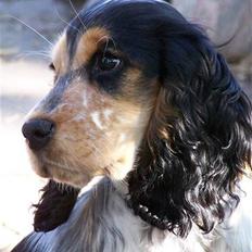 Cocker spaniel Nanna