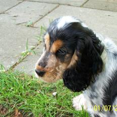 Cocker spaniel Nanna