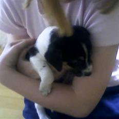 Dansk svensk gaardhund Cocio