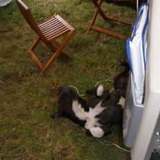 Staffordshire bull terrier Fussi