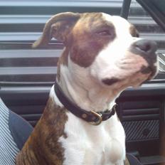 Amerikansk staffordshire terrier Tyson 'Solgt'