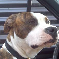 Amerikansk staffordshire terrier Tyson 'Solgt'