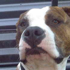 Amerikansk staffordshire terrier Tyson 'Solgt'