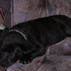 Labrador retriever Fie